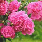 Why peonies don't bloom and what to do