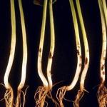 Fusarium of cabbage. Downy mildew of cabbage. Alternaria cabbage Downy mildew on cabbage