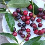 Cherry laurel - photo and description, care and planting, reproduction Cherry laurel planting and care in open ground