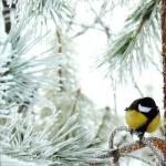 Forskningsarbeid «Vinterfugler i landsbyen min Forskningsarbeid overvintrende fugler i området vårt