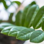 Zamioculcas: propagation using the most effective methods