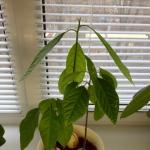Growing avocado from seed at home