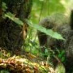 Characteristics of a Scorpio woman born in the year of the ox