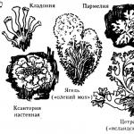 What is lichen made of?