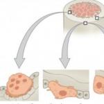 Where is bone tissue located?