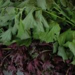 Perilla bush: varieties, planting, care and propagation Perilla plant
