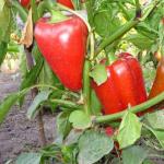 Hva kan plantes med tomater i et drivhus, hvilke avlinger er kompatible med