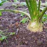 Celery care in autumn When to harvest root celery