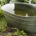 Watering the garden correctly