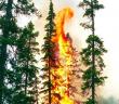 Druhy lesních požárů – Uralská letecká lesní základna
