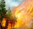 قواعد السلوك أثناء حرائق الغابات والجفت